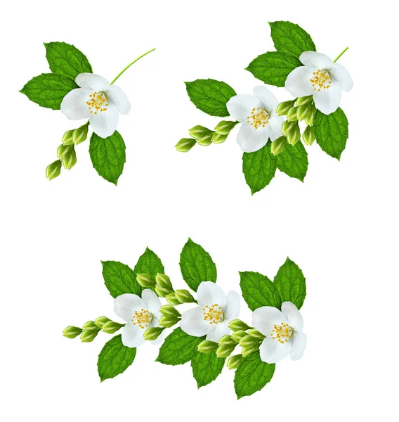 Branch of jasmine flowers isolated on white background — Stock Photo, Image