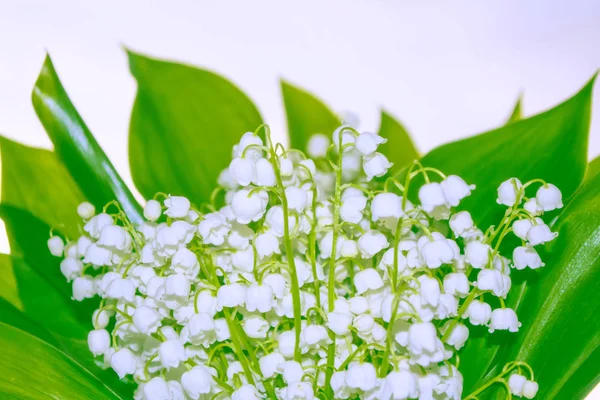 Voorjaarslandschap. bloemen lelie van de vallei — Stockfoto