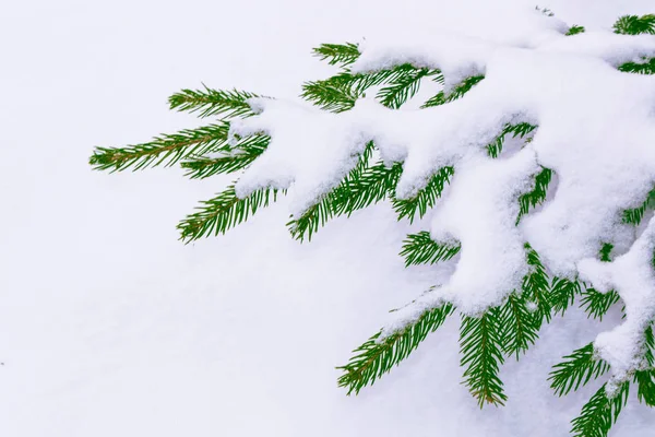 Bosque de invierno congelado con árboles cubiertos de nieve. — Foto de Stock
