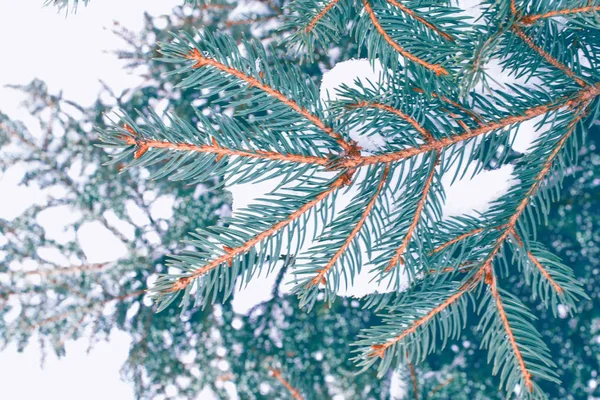 Fryst vinterskog med snötäckta träd. — Stockfoto