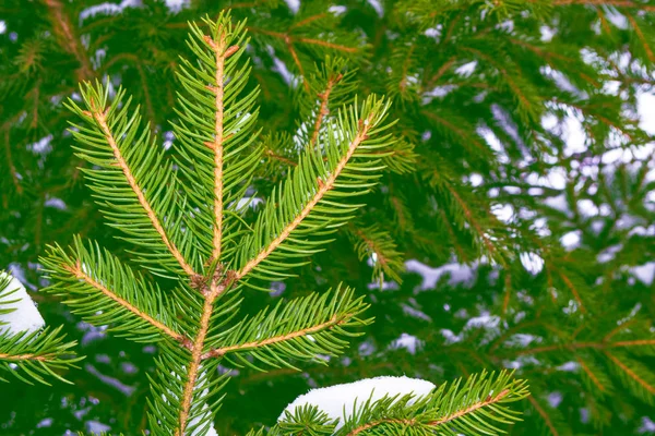 Foresta invernale ghiacciata con alberi innevati. — Foto Stock