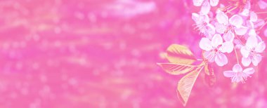 Çiçek açması şube elma. 