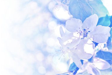 Çiçek açması şube elma. 