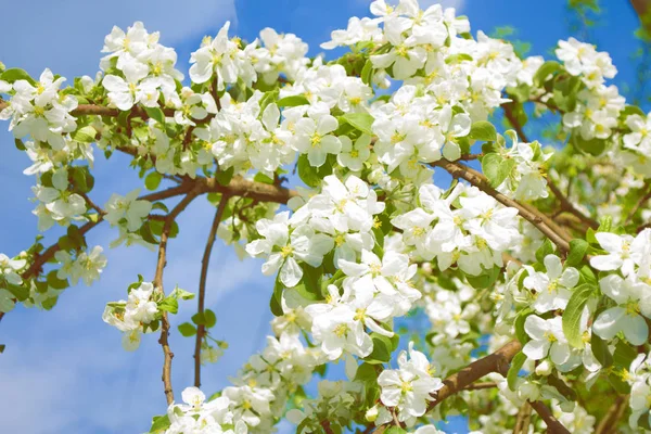 Maçã de ramo florescente . — Fotografia de Stock