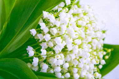 Bahar manzarası. çiçekleri vadideki zambak