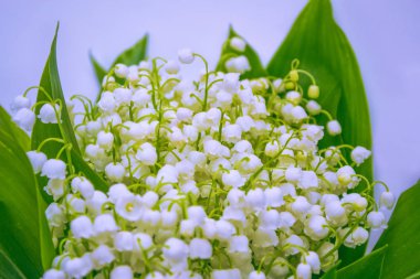 Bahar manzarası. çiçekleri vadideki zambak