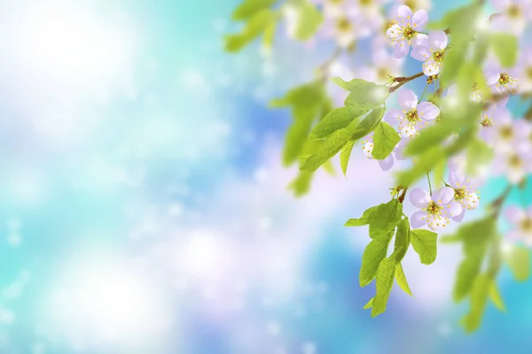 Квітучі гілки Вишневе — стокове фото