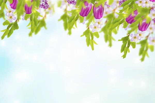Gałąź Kwitnąca wiśnia — Zdjęcie stockowe