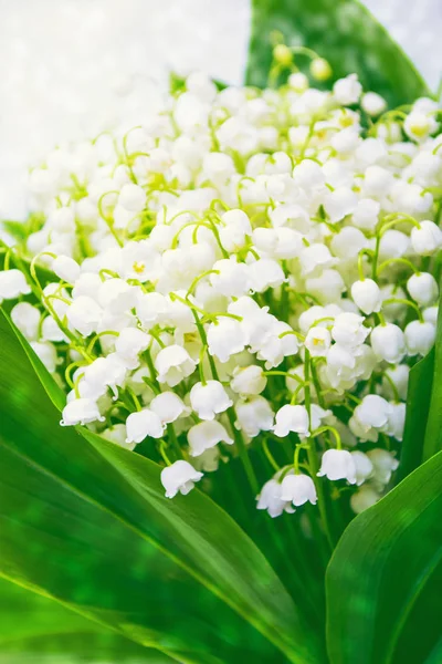 Voorjaarslandschap. bloemen lelie van de vallei — Stockfoto