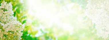 Parlak ve renkli çiçek leylak