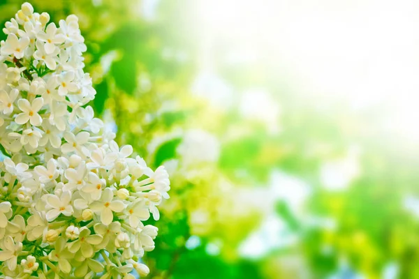 Flores brilhantes e coloridas lilás — Fotografia de Stock