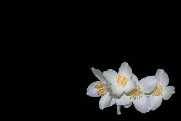 Rama de flores de jazmín aisladas sobre fondo negro . —  Fotos de Stock