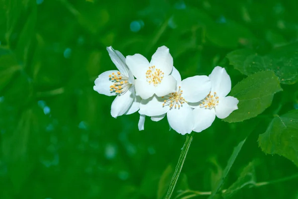 白色茉莉花分支微妙的春天的花朵 — 图库照片