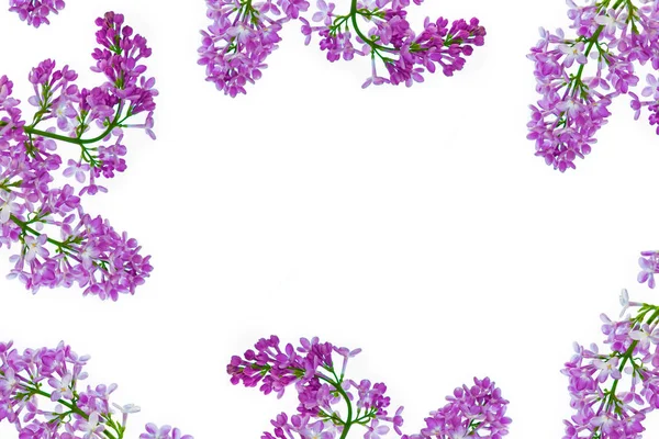 Spring flowers lilac — Stock Photo, Image