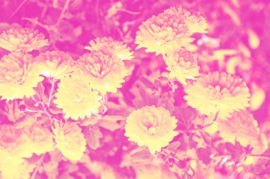 Sonbahar bir arka plan üzerinde renkli kasımpatı çiçekleri lan