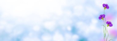 Renkli Peygamber Çiçeği çiçek 