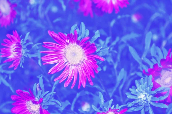 Coloridas flores otoñales de aster — Foto de Stock