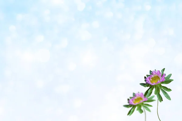 Цветущие осенние цветы астера — стоковое фото