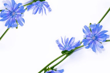 Beyaz arka plan üzerinde izole yaprak hindiba çiçek