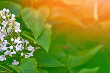 Parlak ve renkli çiçek leylak