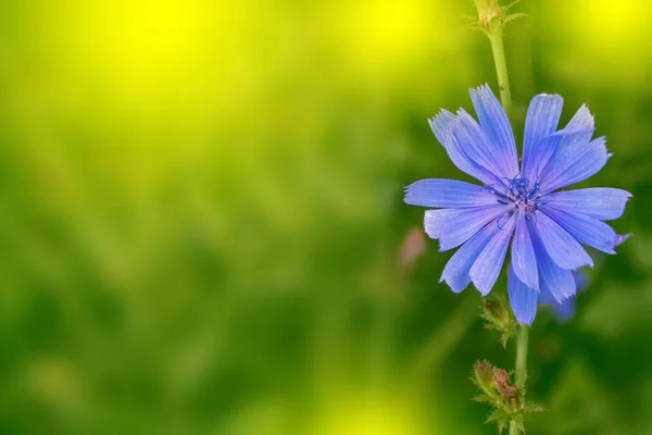 Fényes virágok cikória — Stock Fotó