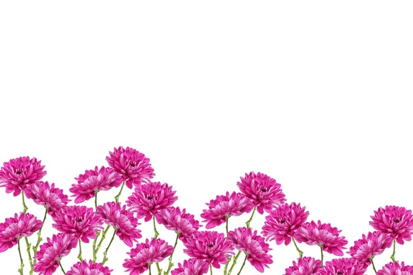 Цветущие осенние цветы хризантемы — стоковое фото