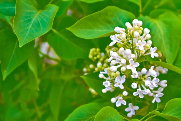 Fleurs lumineuses et colorées lilas — Photo