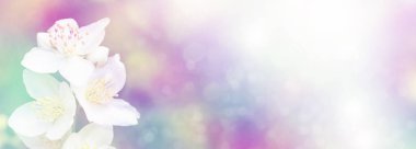 Yasemin şube hassas bahar çiçekleri beyaz