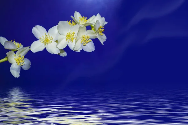 Weißer Jasmin der Zweig zarte Frühlingsblumen — Stockfoto