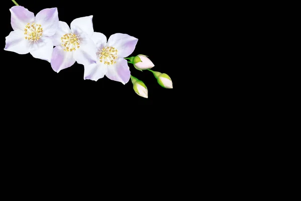 Гілка квітів жасмину ізольована на чорному фоні . — стокове фото