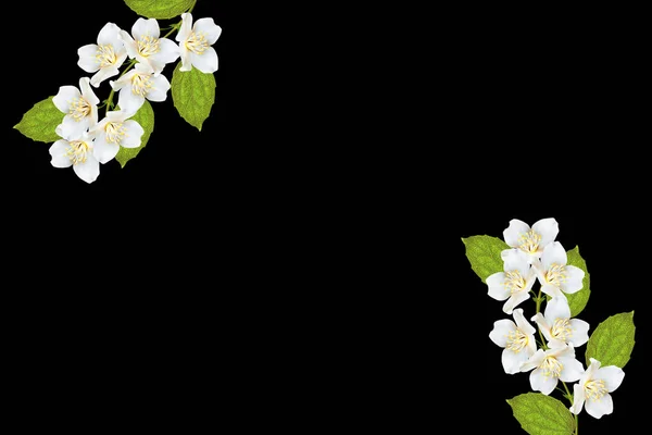 Gałąź kwiatów jaśminu na białym tle na czarnym tle. — Zdjęcie stockowe