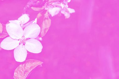 Çiçek açması şube elma. 