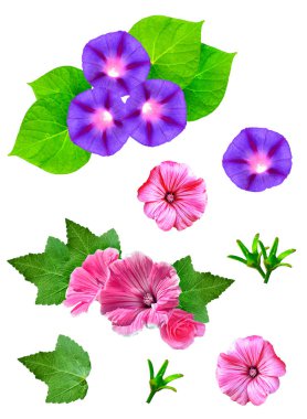 Beyaz bir arka plan üzerinde izole Petunyalar. Renkli çiçekler.