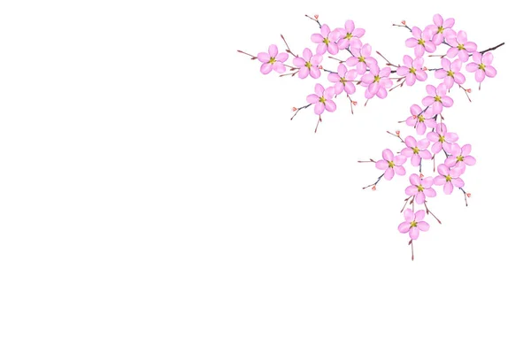 하얀 배경에 분리되어 있는 벚꽃 가지. — 스톡 사진