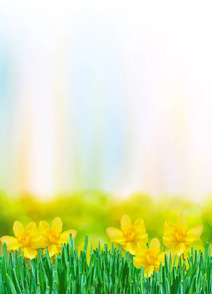 Narcisi di fiori luminosi e colorati — Foto Stock