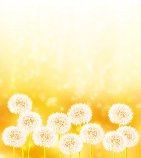 Flauschige Löwenzahnblüte vor dem Hintergrund des Sommerlochs — Stockfoto