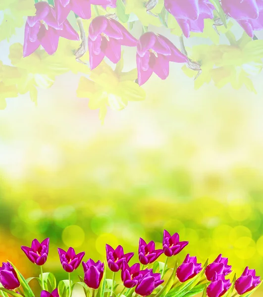 Φωτεινά και πολύχρωμα λουλούδια τουλίπες — Φωτογραφία Αρχείου