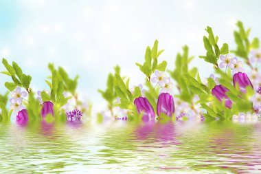 Çiçek açması dal kiraz 