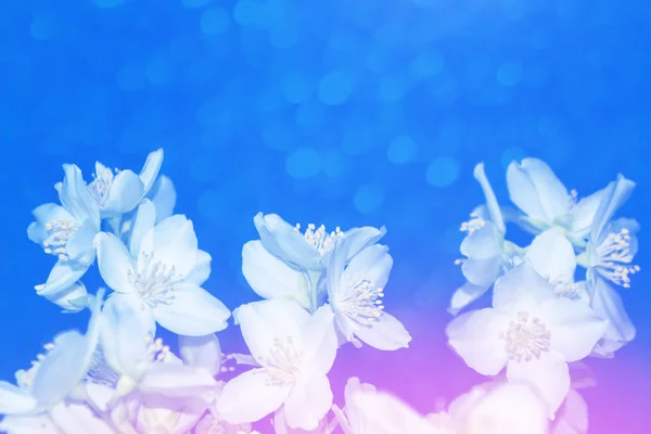 Jazmín blanco La rama delicadas flores de primavera — Foto de Stock
