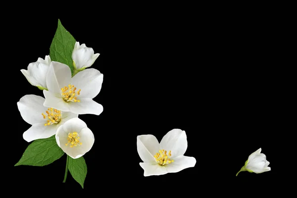 Branch of jasmine flowers isolated on black background. — Stock Photo, Image