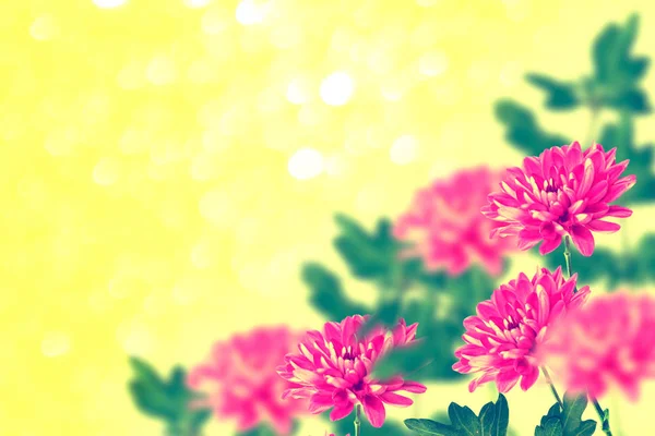 Πολύχρωμο χρυσάνθεμο λουλούδια με φόντο το φθινόπωρο lan — Φωτογραφία Αρχείου