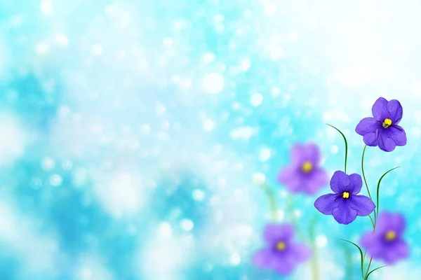De eerste delicate voorjaar bloem violet — Stockfoto