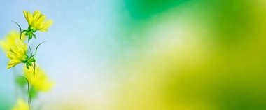 Sonbahar manzara arka plan üzerinde renkli yıldız çiçeği çiçek