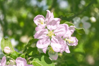 Çiçek açması şube elma. 