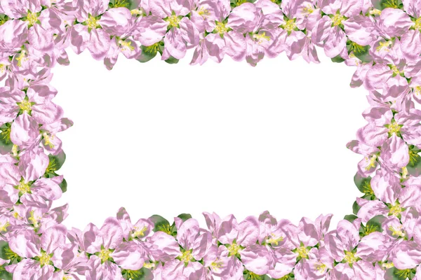 สาขาดอกไม้ของเชอร์รี่แยกกันบนพื้นหลังสีขาว . — ภาพถ่ายสต็อก