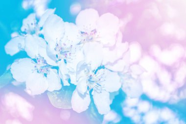 Çiçek açması şube elma. 