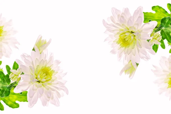 Fleurs d'automne colorées de chrysanthème — Photo