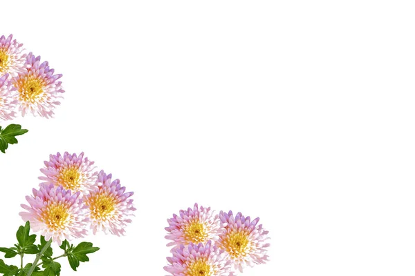 Colorful autumn flowers of chrysanthemum — Stock Photo, Image