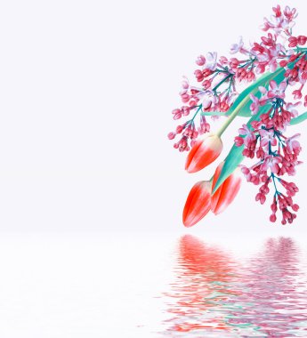 bahar çiçekleri laleler 