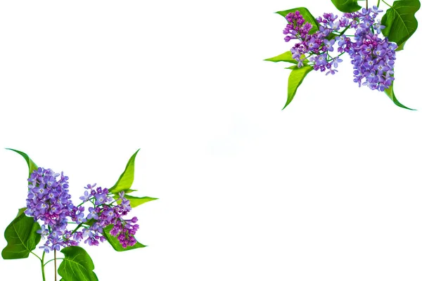 Spring flowers lilac — Stock Photo, Image